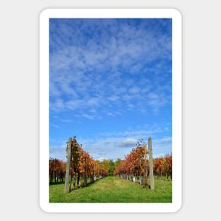 Autumnal Grape Vines Sticker